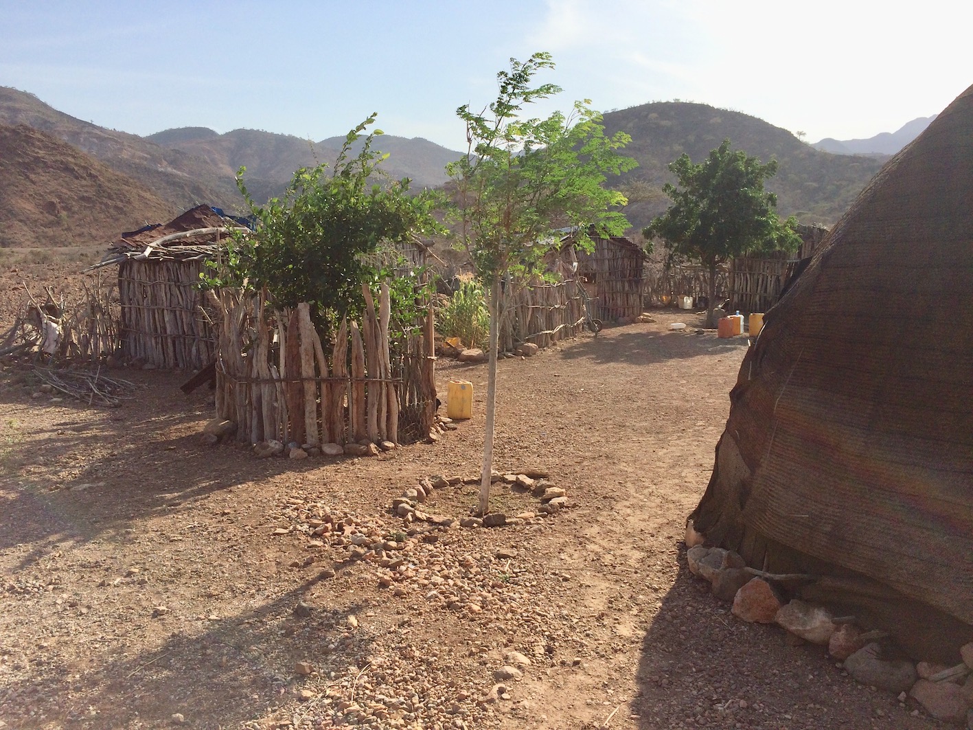 La plantation de jujubiers